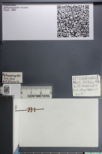 Media type: image;   Entomology 586767